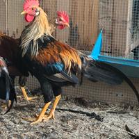 Gallo Livornese Collo Oro