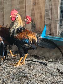 Gallo Livornese Collo Oro