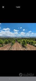 terreno agricolo a vigneto