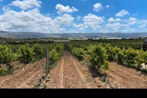 terreno agricolo a vigneto
