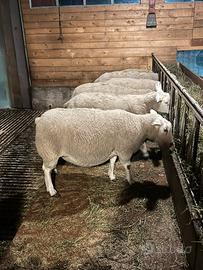 Pecora Texel