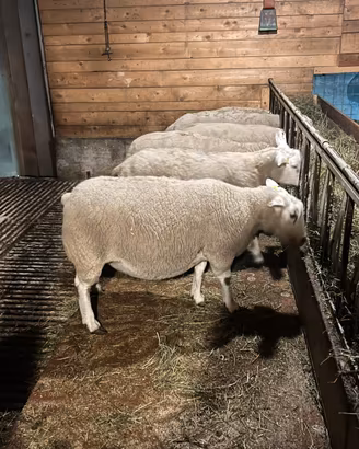 Pecora Texel