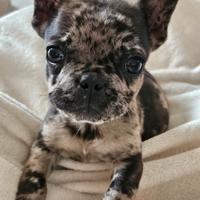 Bulldog francese