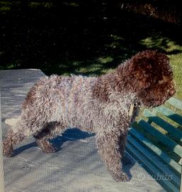 Lagotto per accoppiamento