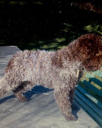 Lagotto per accoppiamento