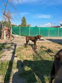 Cucciolone Kurzhaar