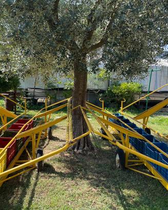 Raccogli olive