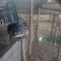 Coincincine adulte 1 galletto ed 1 galletto livorn