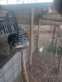 Coincincine adulte 1 galletto ed 1 galletto livorn