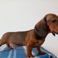 Cucciolo bassotto tedesco