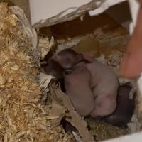 Cuccioli di criceto Sirio