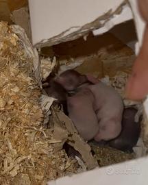 Cuccioli di criceto Sirio