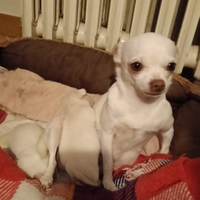 Chihuahua femmine