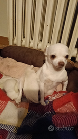 Chihuahua femmine