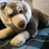 4 Peluche nuovi: grandeHusky,Gufo,Coniglio,Cucciol