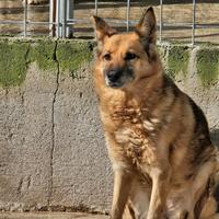 Mix pastore tedesco femmina