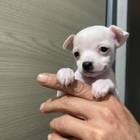 Cuccioli di chihuahua