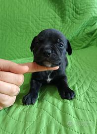 Staffy cuccioli Staffordshire Bull Terrier