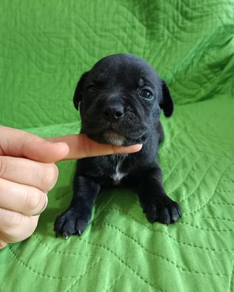 Staffy cuccioli Staffordshire Bull Terrier