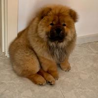 Chow Chow