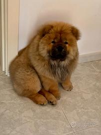 Chow Chow