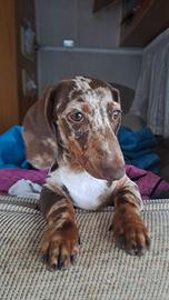 Bassotto
