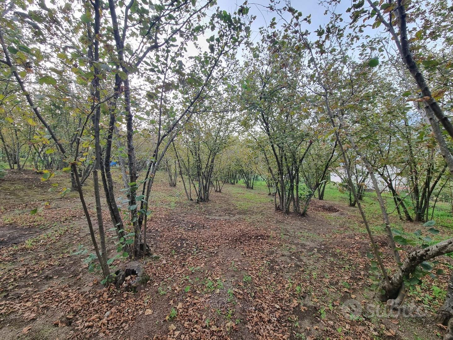 Terreno Via Torone di mq 3600 - Vista 3