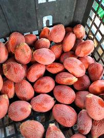 Semi freschi di cycas revoluta (100x)