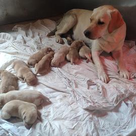 Cuccioli di Labrador Retriever