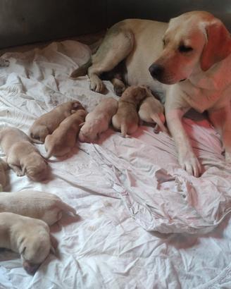 Cuccioli di Labrador Retriever