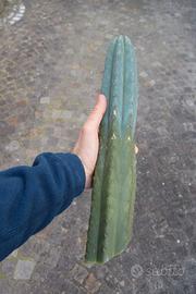 San Pedro (Echinopsis pachanoi) talea da 30 cm