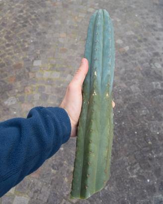 San Pedro (Echinopsis pachanoi) talea da 30 cm