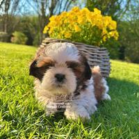 Shihtzu cuccioli