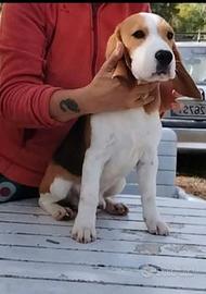 Beagle maschio tricolore 