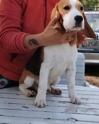 Beagle maschio tricolore 