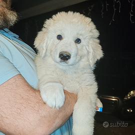 Cuccioli Pastore maremmano abruzzese