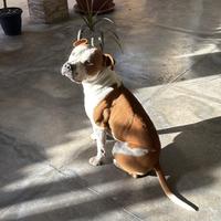 Amstaff maschio