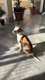 Amstaff maschio