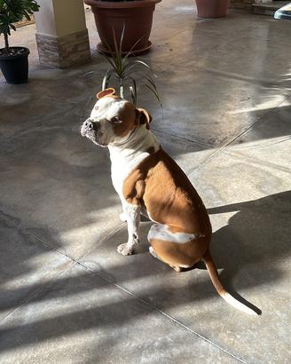 Amstaff maschio