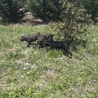 Allevamento amatoriale con affisso Enci