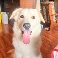 Maremmano di 1 anno e 10 mesi