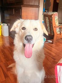 Maremmano di 1 anno e 10 mesi