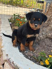 Cucciola di Rottweiler