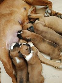 Cuccioli boxer