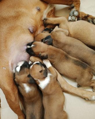 Cuccioli boxer