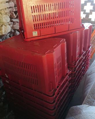 Cassette per raccolta uva/olive lotto 30 pzi