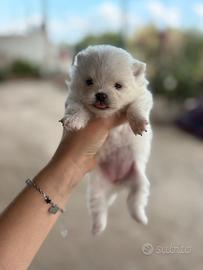 Cuccioli di pomerania spitz nano