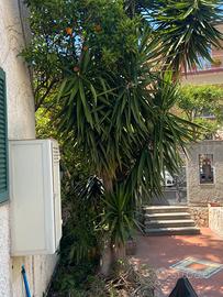 Yucca 6 mt