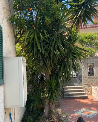 Yucca 6 mt