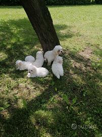 CUCCIOLI DI RAZZA MALTESE CON PEDIGREE ENCI